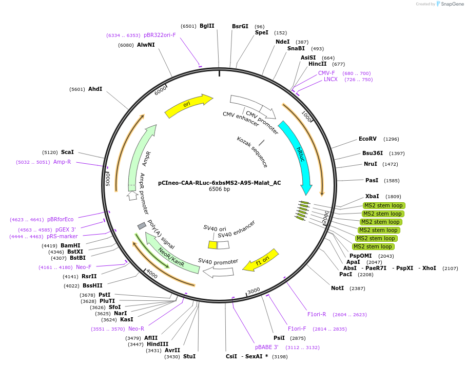 148425-plasmid-map-sequence-id-290873