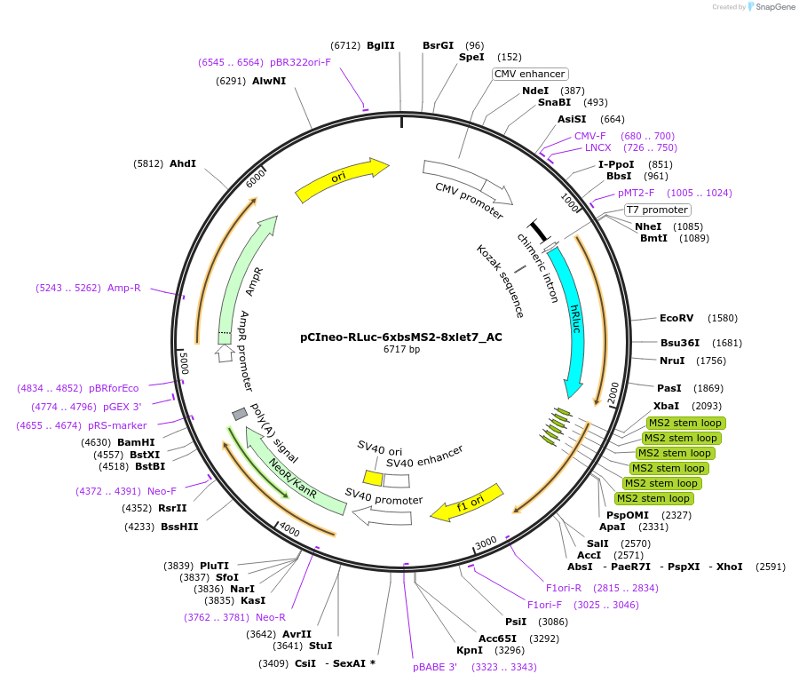 148433-plasmid-map-sequence-id-290881