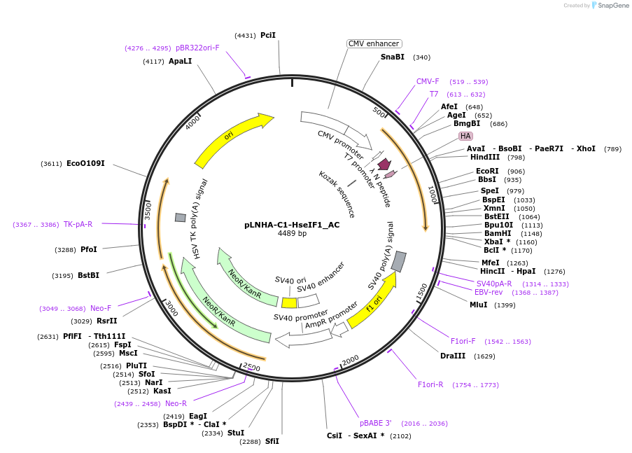 148441-plasmid-map-sequence-id-290889