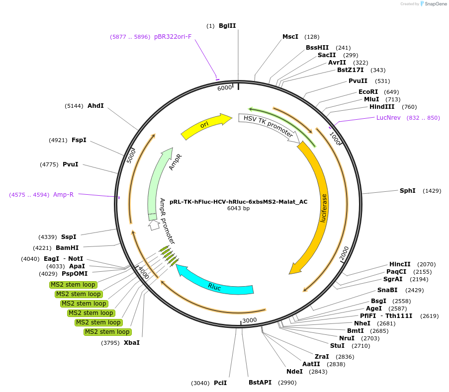 148444-plasmid-map-sequence-id-290892