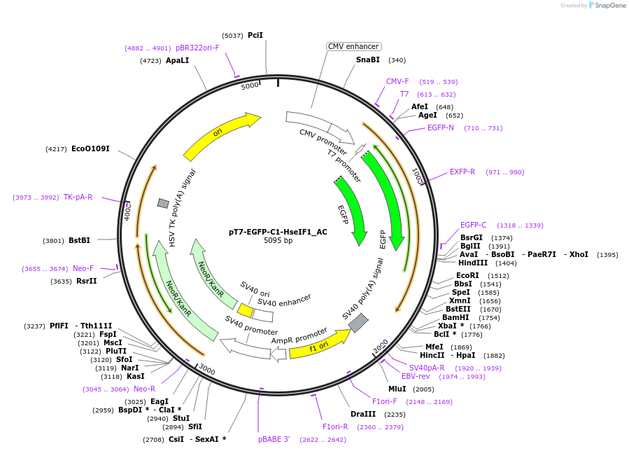 148449-plasmid-map-sequence-id-290897