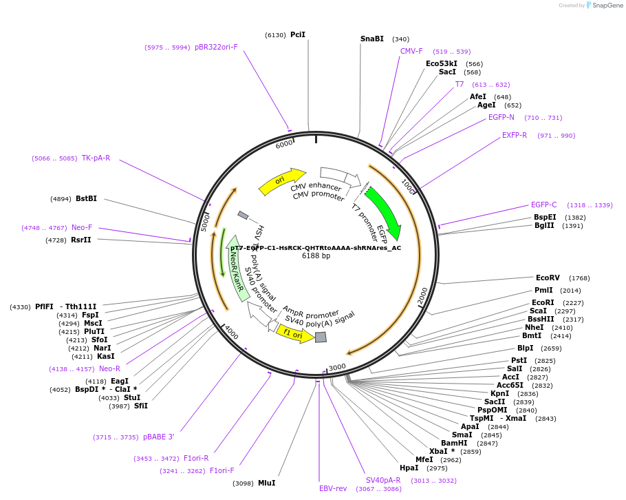 148453-plasmid-map-sequence-id-290901