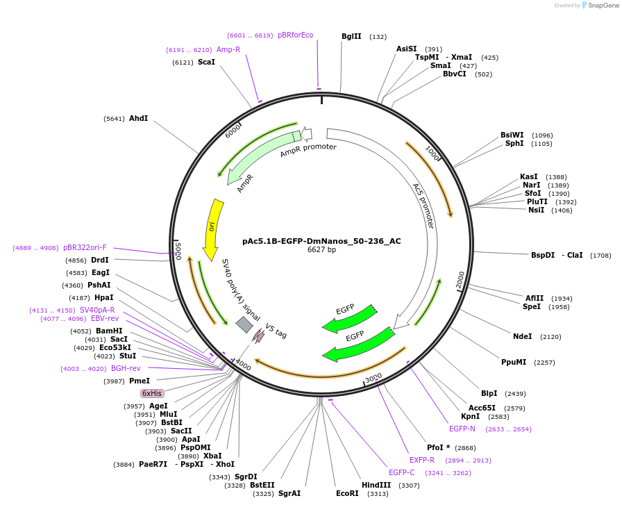 148457-plasmid-map-sequence-id-290905