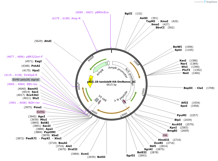 148460-plasmid-map-sequence-id-290908