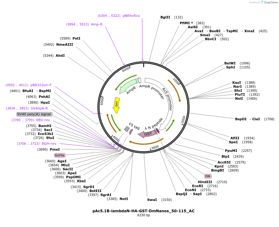 148464-plasmid-map-sequence-id-290912