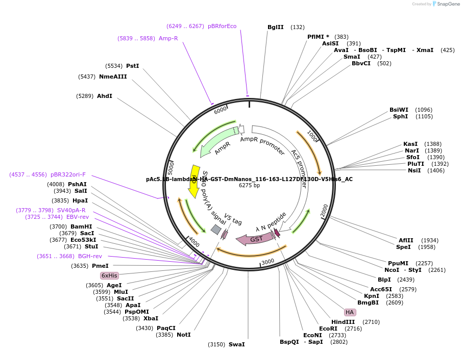 148468-plasmid-map-sequence-id-290916