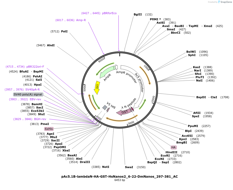 148472-plasmid-map-sequence-id-290920