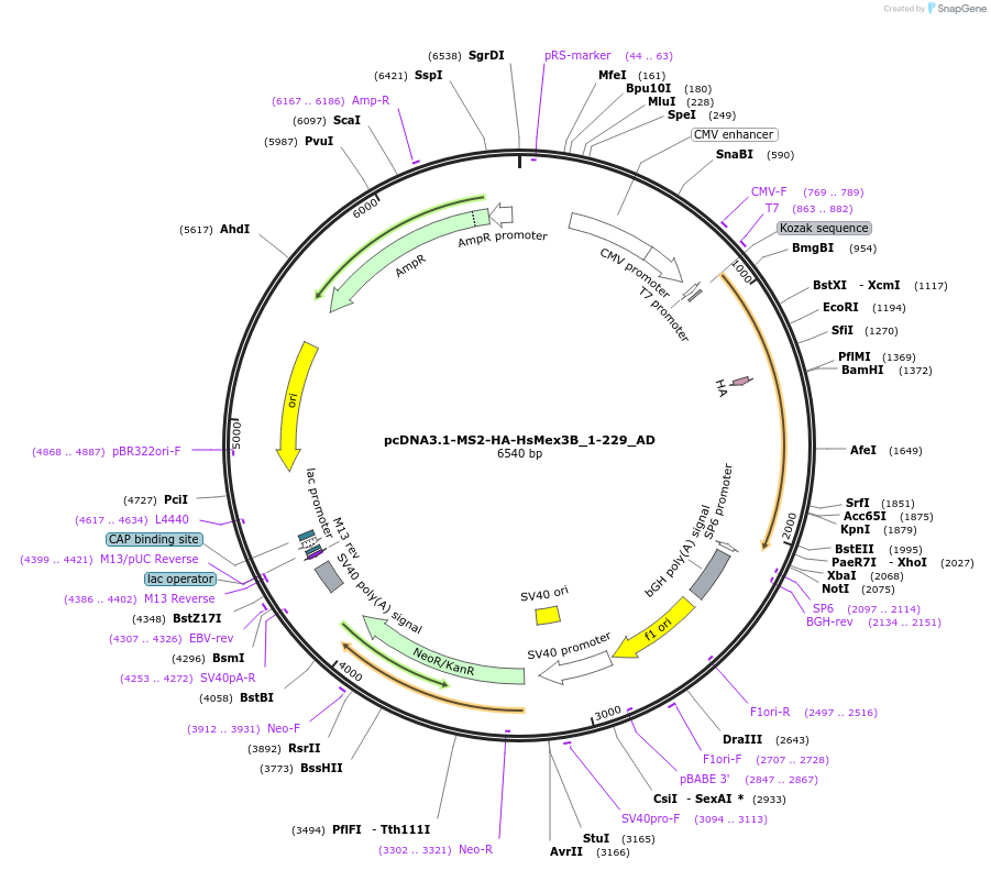 148479-plasmid-map-sequence-id-290927