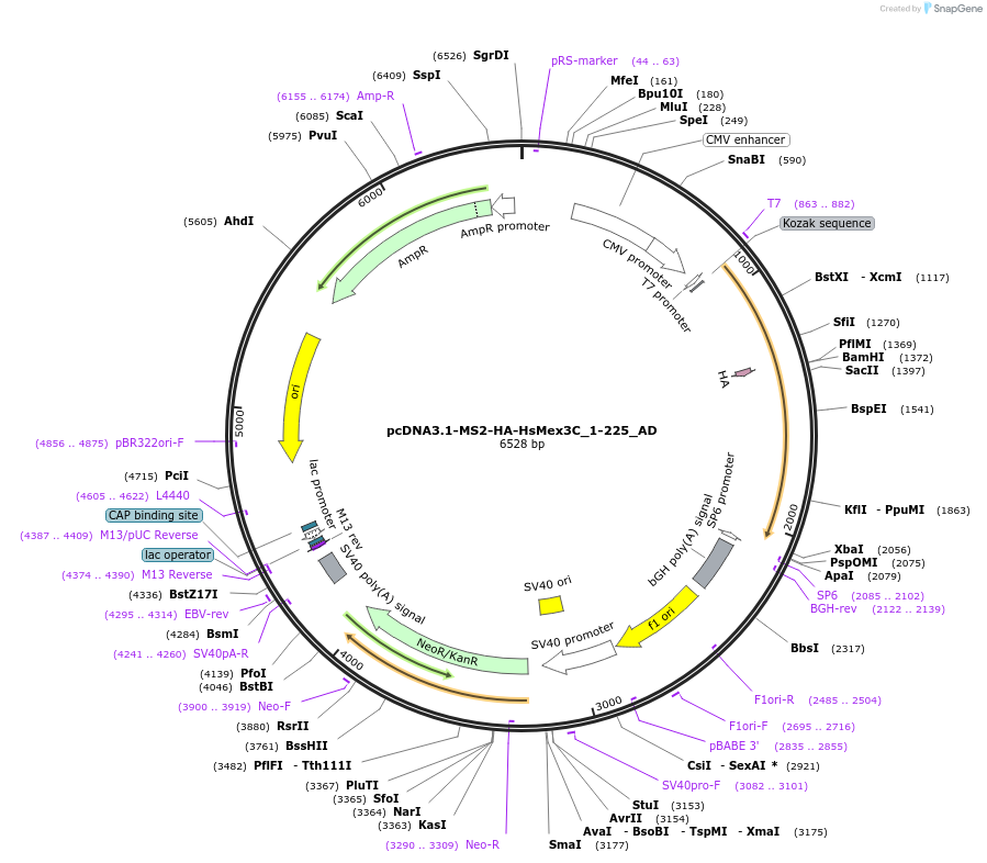 148482-plasmid-map-sequence-id-290930