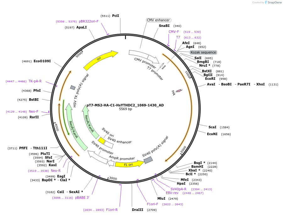 148492-plasmid-map-sequence-id-290940