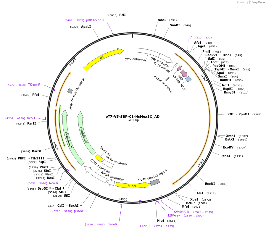 148496-plasmid-map-sequence-id-290944