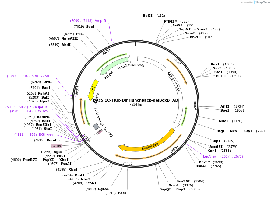 148502-plasmid-map-sequence-id-290950