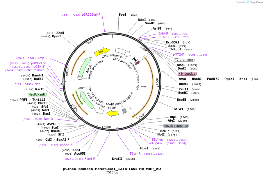 148503-plasmid-map-sequence-id-290951