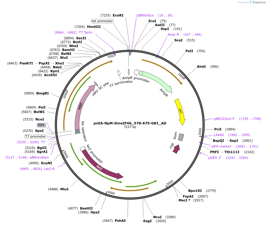 148504-plasmid-map-sequence-id-290952