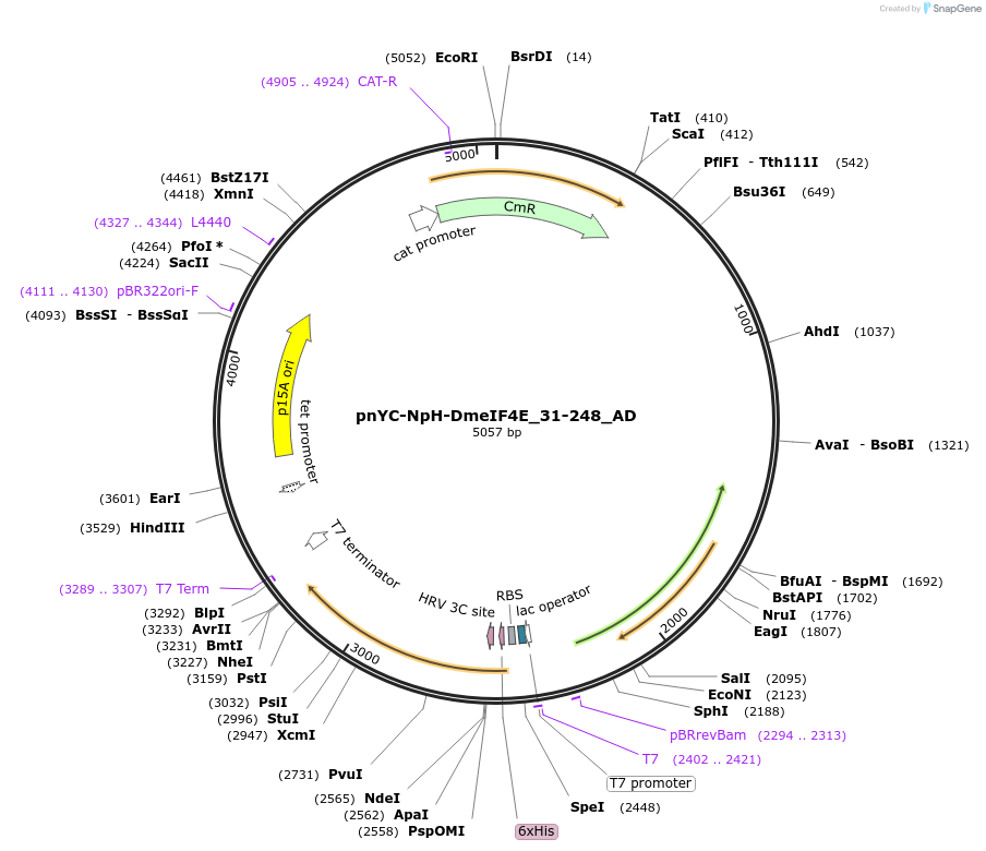 148517-plasmid-map-sequence-id-290965