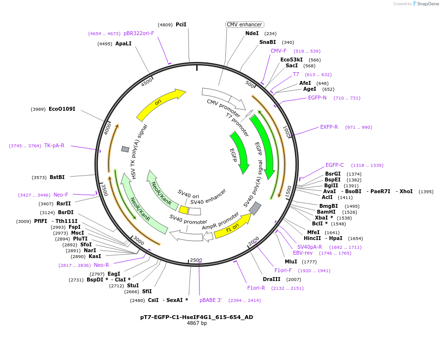 148518-plasmid-map-sequence-id-290966