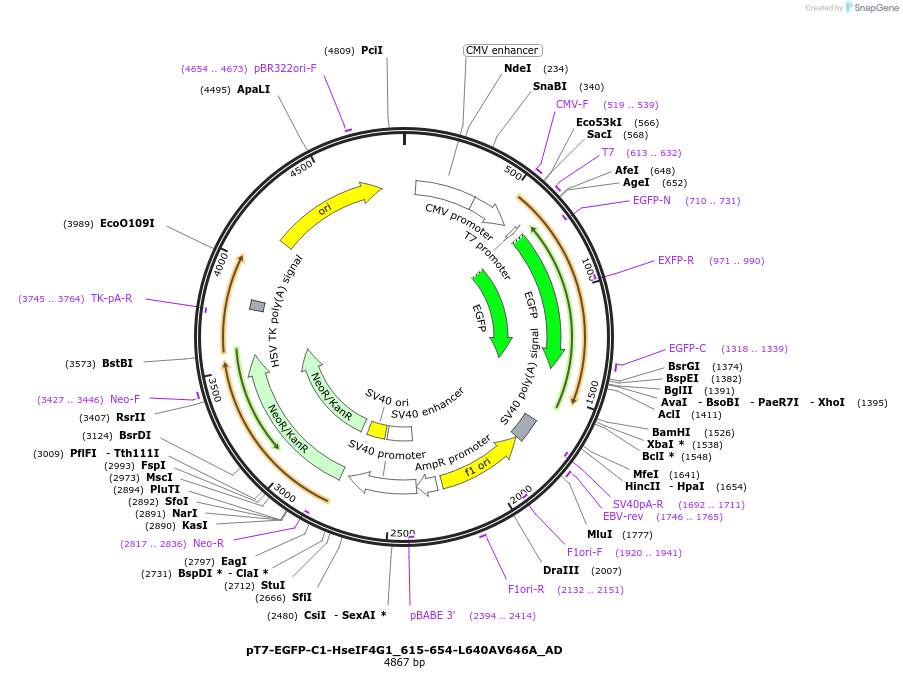 148519-plasmid-map-sequence-id-290967