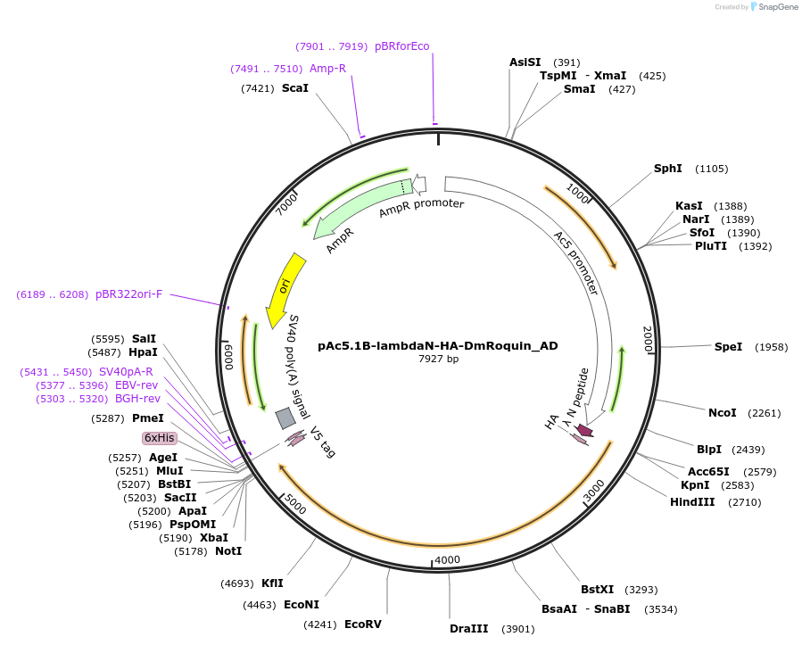 148526-plasmid-map-sequence-id-290974