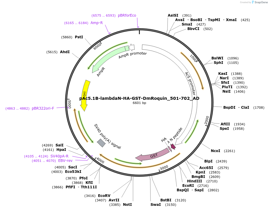 148530-plasmid-map-sequence-id-290978