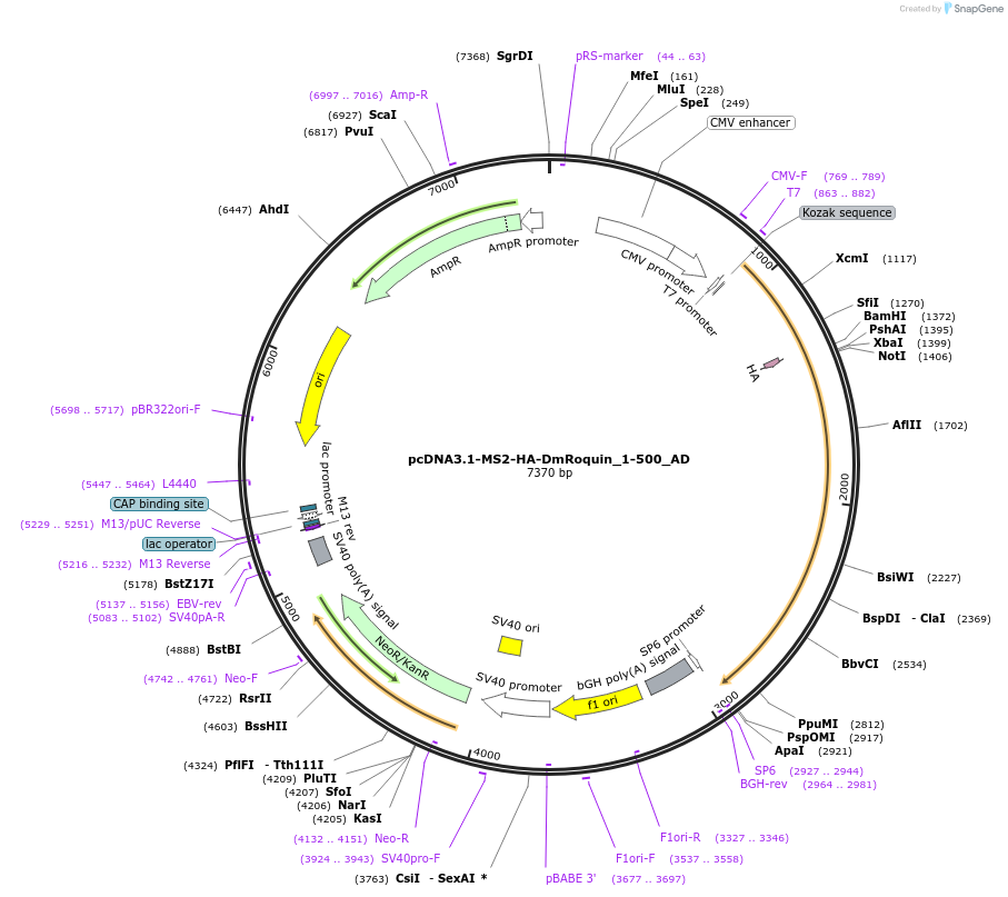 148532-plasmid-map-sequence-id-290980