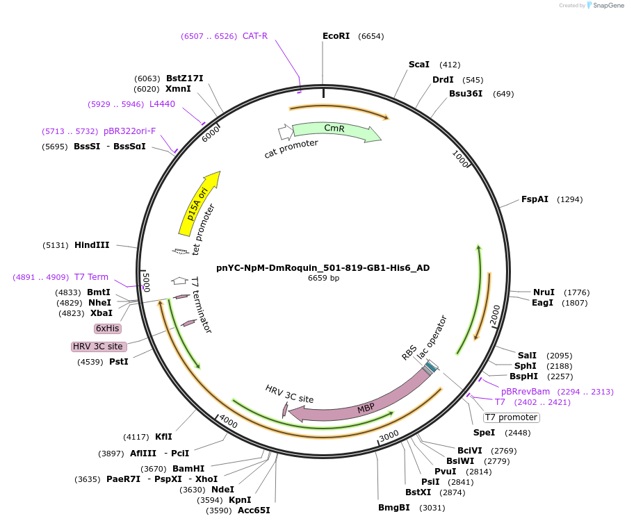 148534-plasmid-map-sequence-id-290982