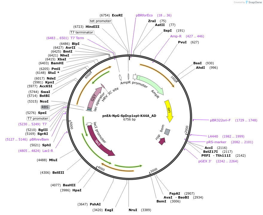 148539-plasmid-map-sequence-id-290987