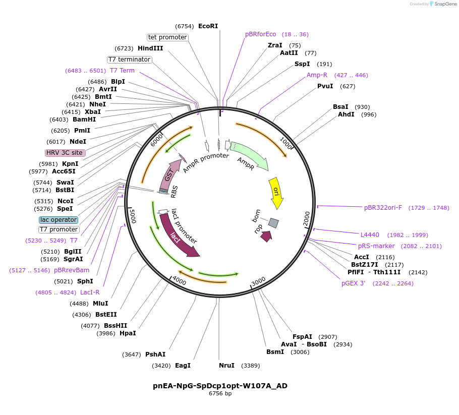 148541-plasmid-map-sequence-id-290989