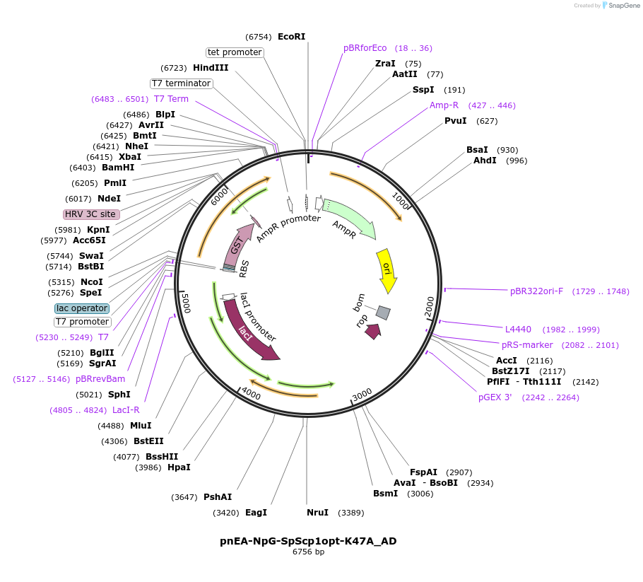 148543-plasmid-map-sequence-id-290991