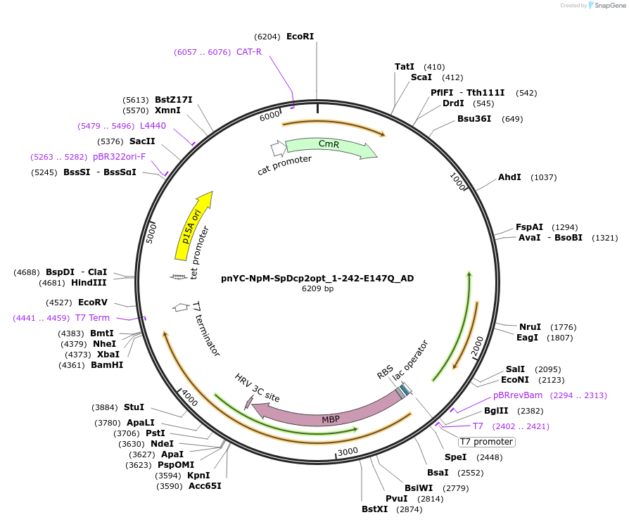 148546-plasmid-map-sequence-id-290994