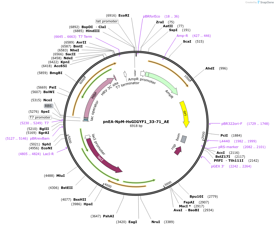 148553-plasmid-map-sequence-id-291001