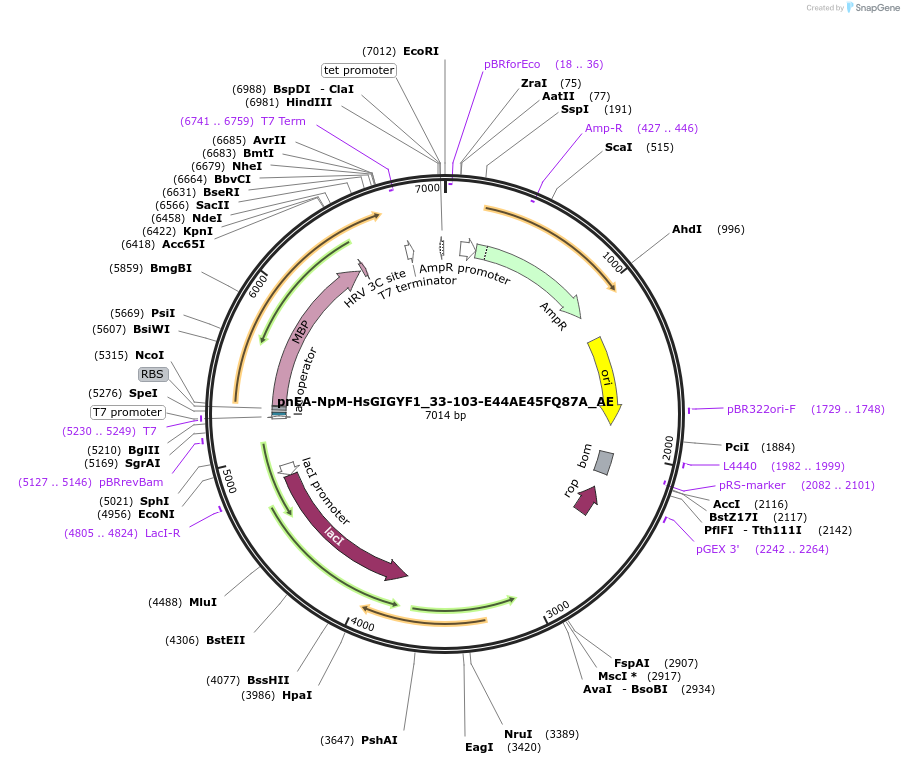 148555-plasmid-map-sequence-id-291003