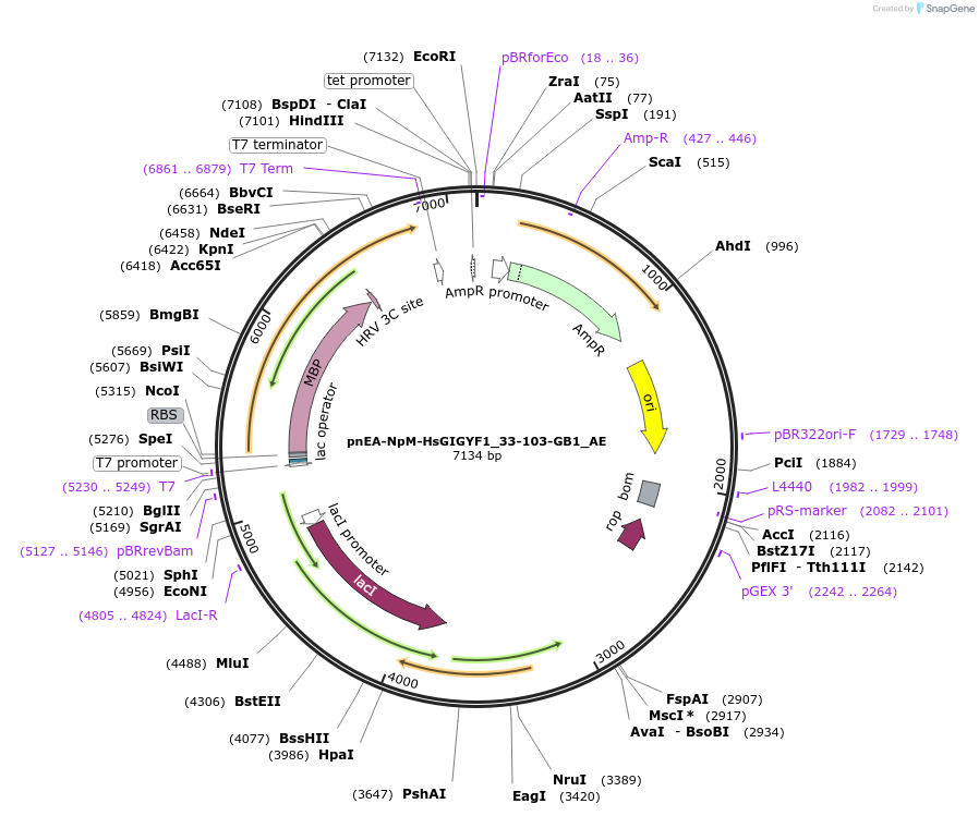 148557-plasmid-map-sequence-id-291005