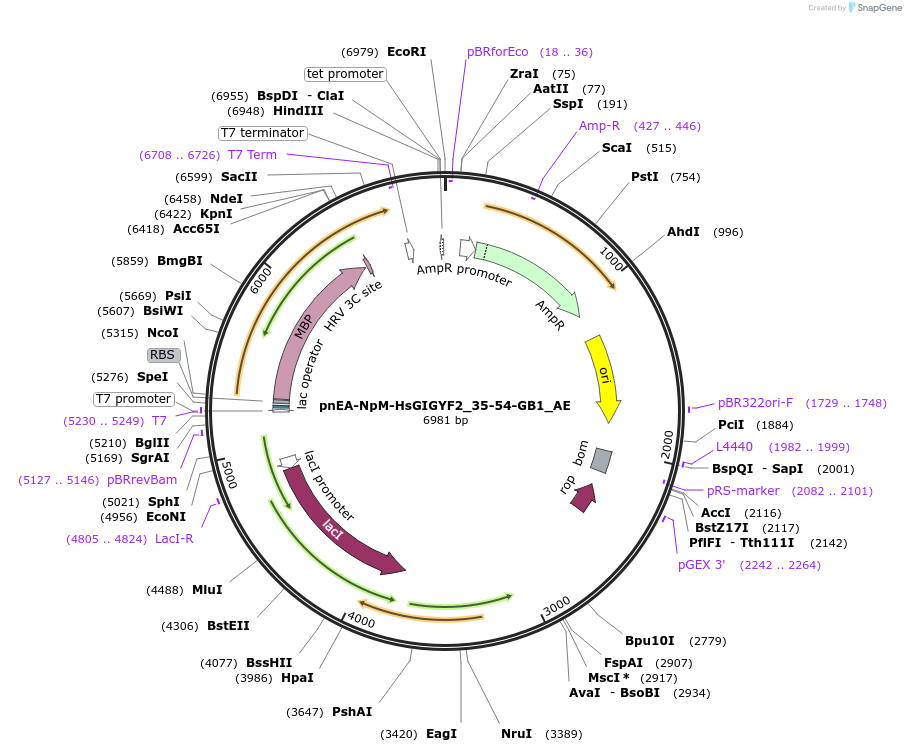 148558-plasmid-map-sequence-id-291006