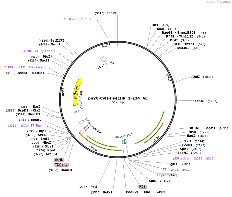 148561-plasmid-map-sequence-id-291009