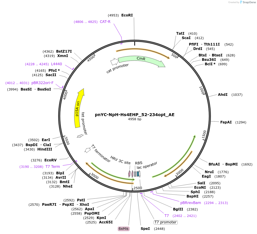 148566-plasmid-map-sequence-id-291014
