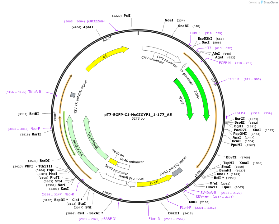 148570-plasmid-map-sequence-id-291018