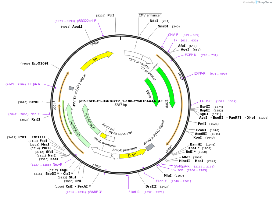 148580-plasmid-map-sequence-id-291028