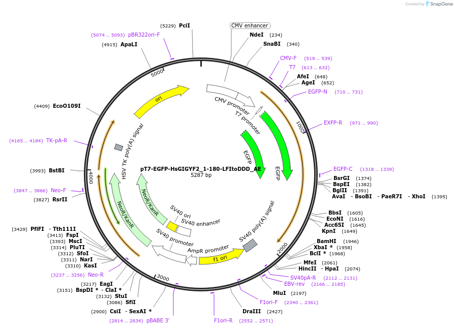 148582-plasmid-map-sequence-id-291030