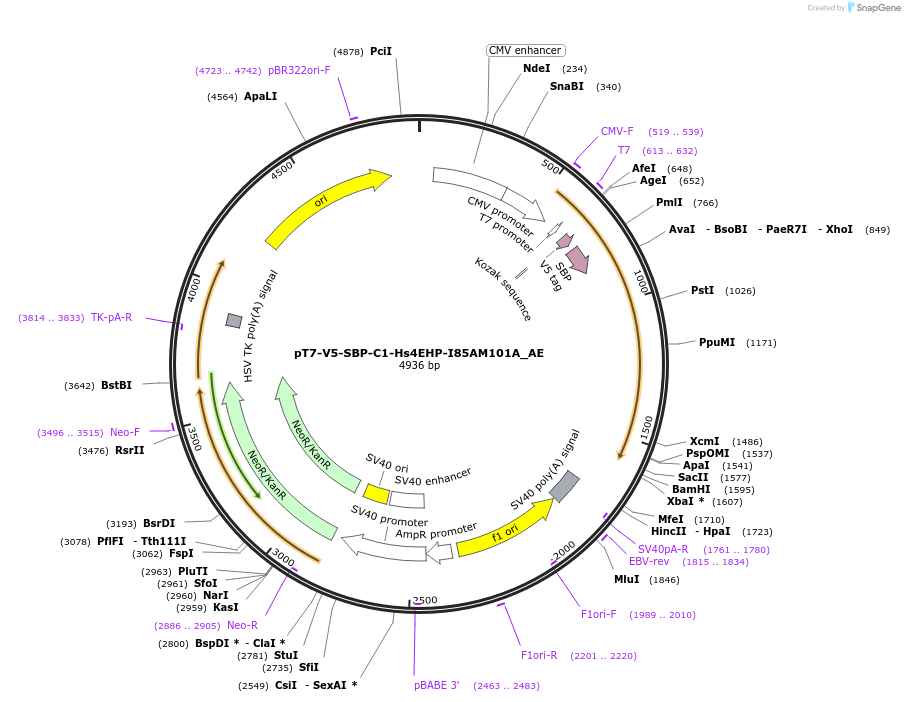 148583-plasmid-map-sequence-id-291031