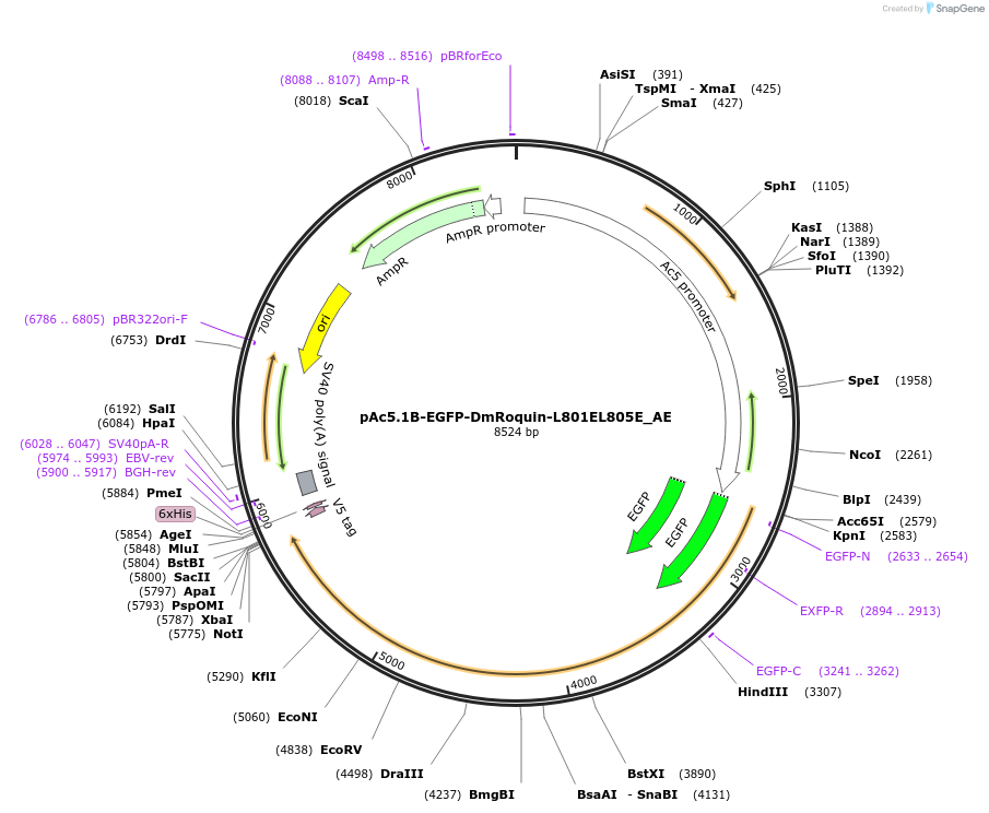 148595-plasmid-map-sequence-id-291043
