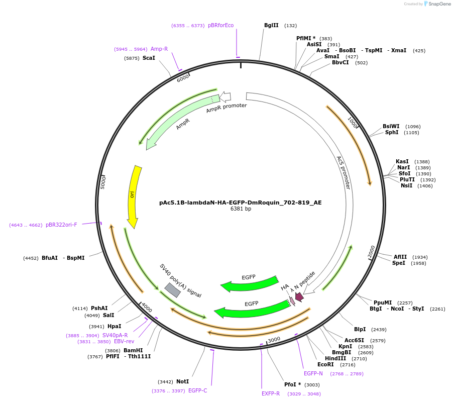 148604-plasmid-map-sequence-id-291052