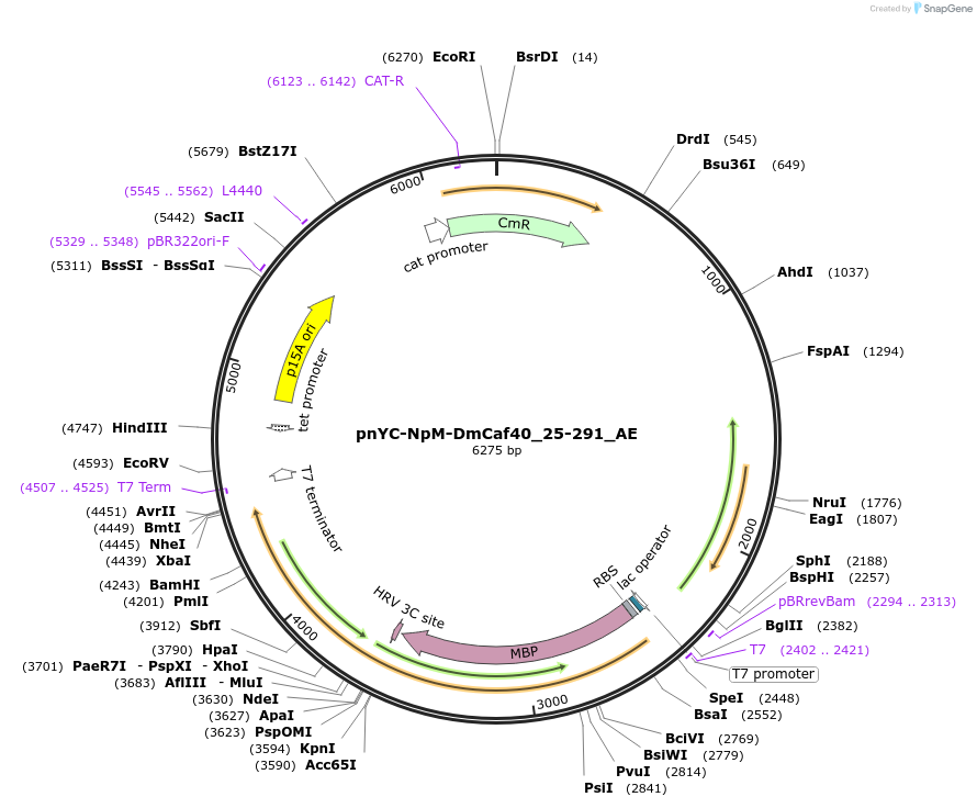 148619-plasmid-map-sequence-id-291067