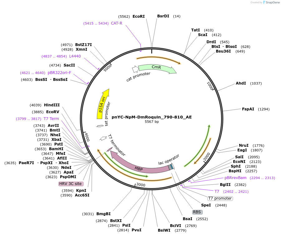 148628-plasmid-map-sequence-id-291076