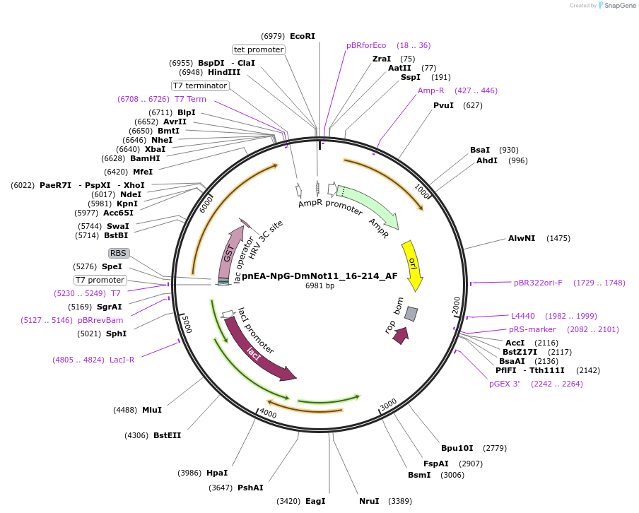 148649-plasmid-map-sequence-id-291097