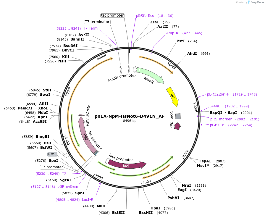 148660-plasmid-map-sequence-id-291108