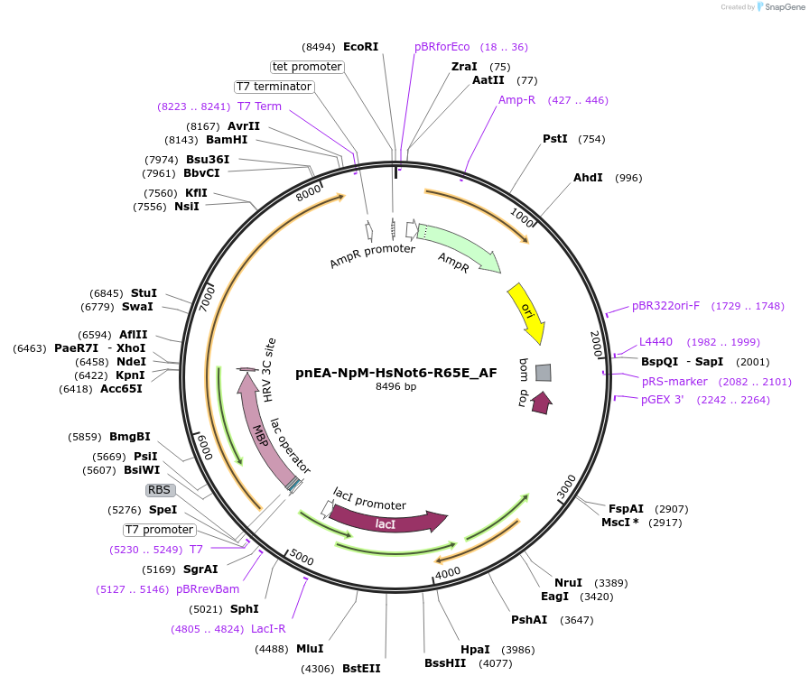 148663-plasmid-map-sequence-id-291111
