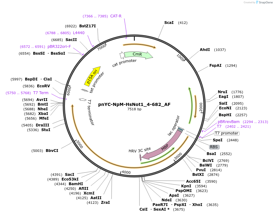 148672-plasmid-map-sequence-id-291120