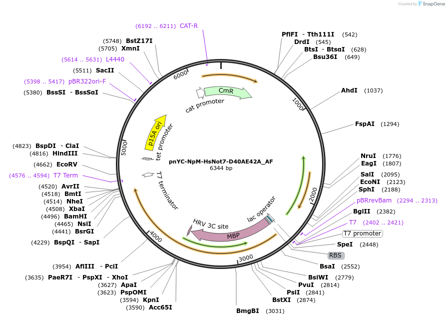 148675-plasmid-map-sequence-id-291123