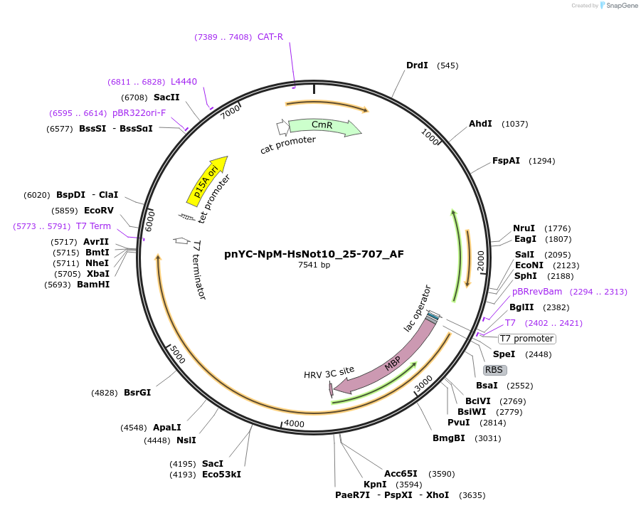 148678-plasmid-map-sequence-id-291126