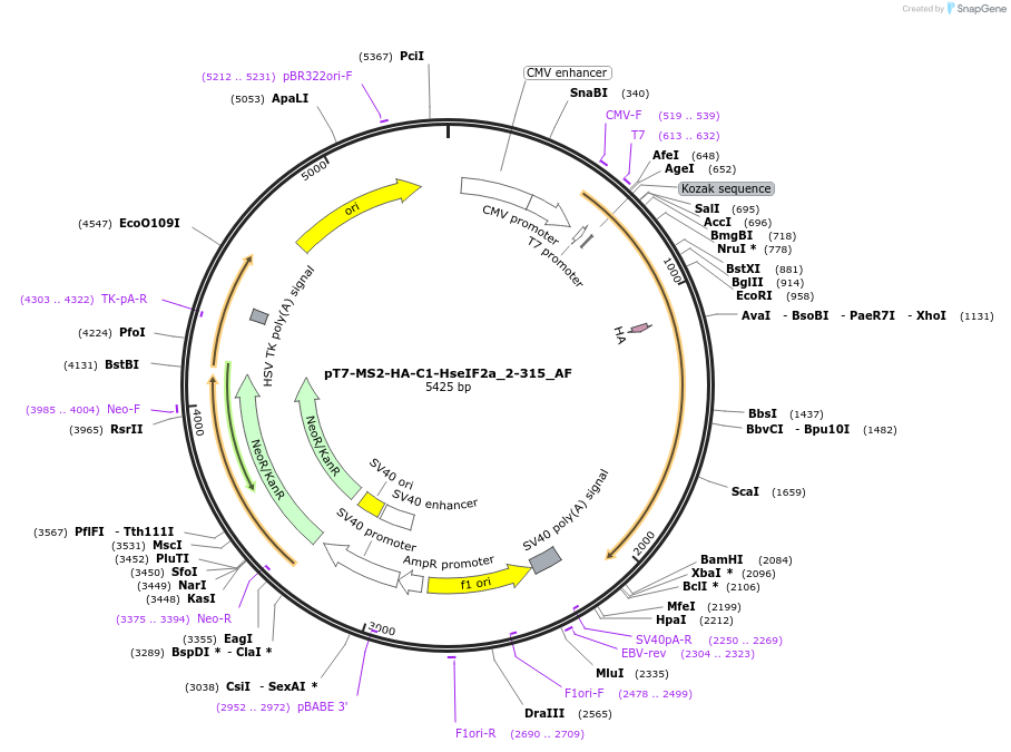 148680-plasmid-map-sequence-id-291128
